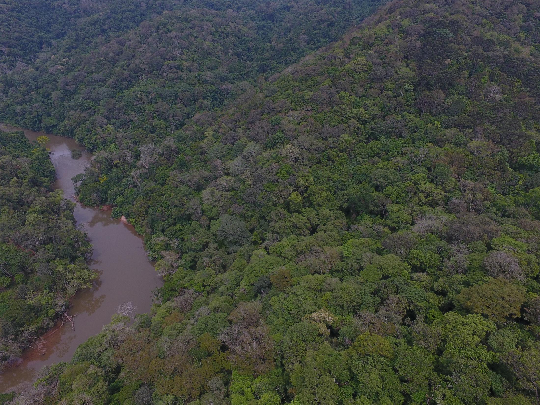 Vista aérea do Rio Açungui correndo entre encostas cobertas de floresta